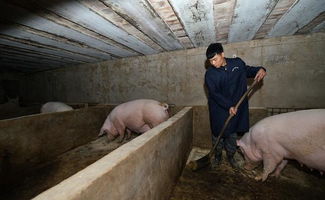 4月猪价最低时,农村小伙投资15万养猪,今年赚了40万