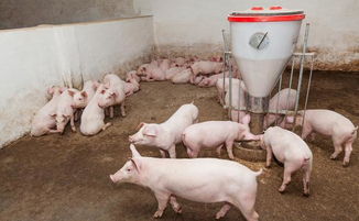 4月猪价最低时,农村小伙投资15万养猪,今年赚了40万
