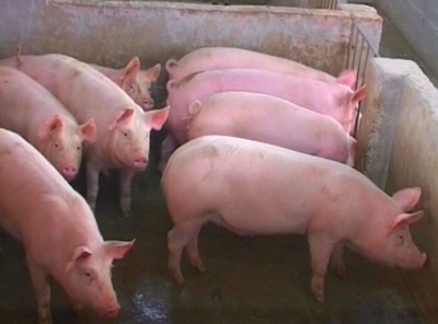 怎样养猪才肥,生猪养殖怎样才能快速育肥?